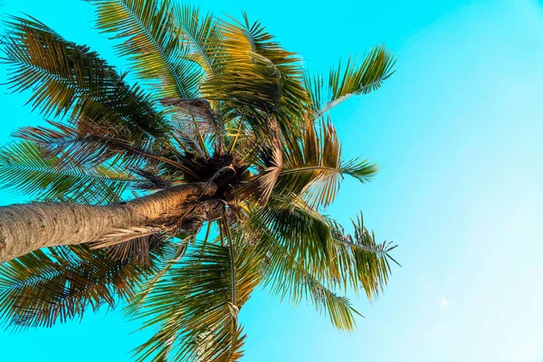 ヤシの木のビンテージ トーン ファッション 熱帯のビーチ 緑の木のクリエイティブを残します 椰子の木 — ストック写真