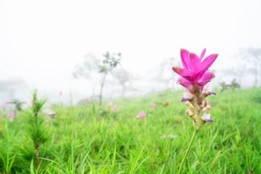 İnanılmaz bir manzara. krachiew çiçekler ve Yeşil çayır ve ağaç ve çiçek orman ve sis sabah .