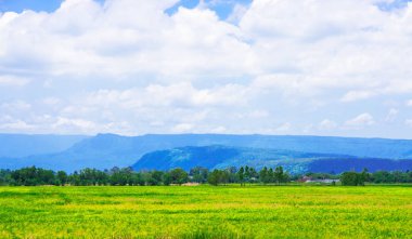 manzara , Güzel gündüz mavi gökyüzü ve yeşil çim .