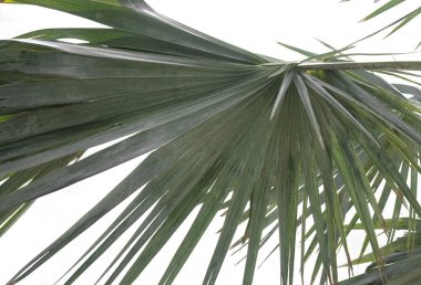 Kırpma Yolu ile dosyanın beyaz arka plan üzerinde izole palmiye ağacının yeşil yaprak .