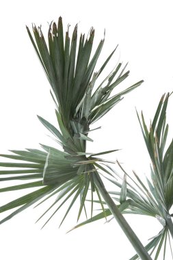 Kırpma Yolu ile dosyanın beyaz arka plan üzerinde izole palmiye ağacının yeşil yaprak .