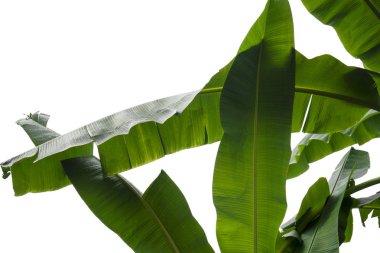 yeşil muz yaprağı, yeşil tropikal bitki örtüsü doku dosyasının kırpma yolu ile beyaz arka plan üzerinde izole .