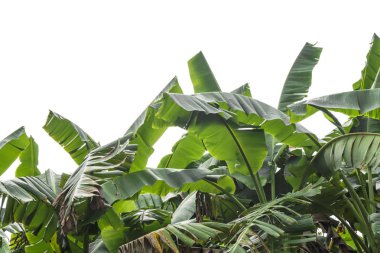 yeşil muz yaprağı, yeşil tropikal bitki örtüsü doku dosyasının kırpma yolu ile beyaz arka plan üzerinde izole .
