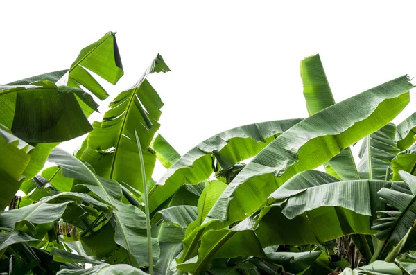 Hoja Plátano Verde Textura Follaje Tropical Verde Aislado Sobre Fondo — Foto de Stock