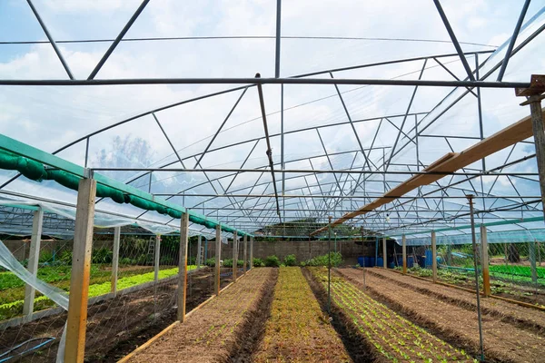 夏の日に栽培されている新鮮な緑の春のサラダ苗の野菜温室を植える現代のガラス温室 — ストック写真