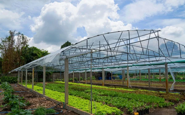 夏の日に栽培されている新鮮な緑の春のサラダ苗の野菜温室を植える現代のガラス温室 — ストック写真