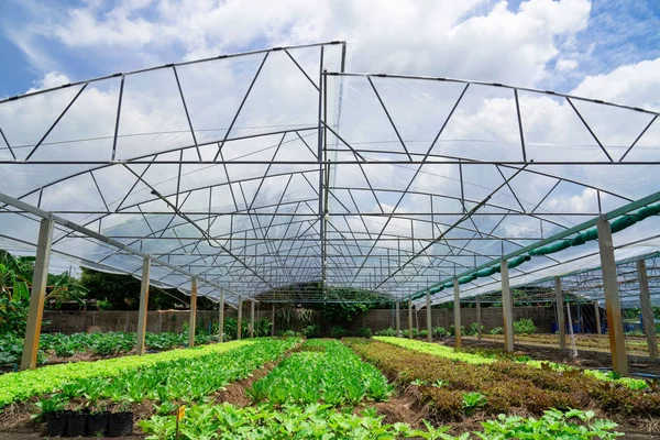 夏の日に栽培されている新鮮な緑の春のサラダ苗の野菜温室を植える現代のガラス温室 — ストック写真