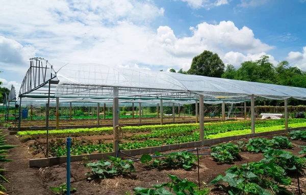 夏の日に栽培されている新鮮な緑の春のサラダ苗の野菜温室を植える現代のガラス温室 — ストック写真