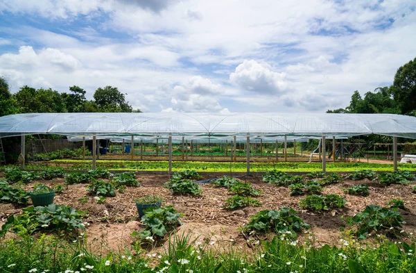 夏の日に栽培されている新鮮な緑の春のサラダ苗の野菜温室を植える現代のガラス温室 — ストック写真