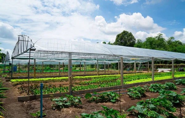 Modernes Glasgewächshaus Das Gemüsegewächshäuser Mit Frischen Grünen Frühlingssalatpflanzen Pflanzt Die lizenzfreie Stockbilder