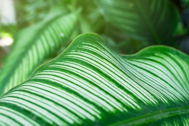 Closeup Arka plan için Yeşil yaprak doğa . yeşillik ağaç yaprakları. 