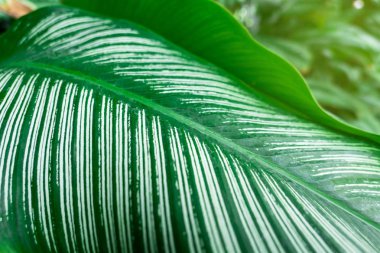 Closeup Arka plan için Yeşil yaprak doğa . yeşillik ağaç yaprakları. 