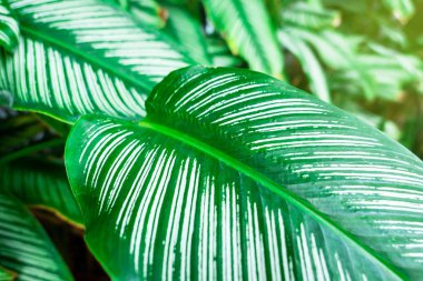 Closeup Arka plan için Yeşil yaprak doğa . yeşillik ağaç yaprakları. 