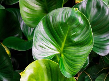 Closeup Arka plan için Yeşil yaprak doğa . yeşillik ağaç yaprakları. 