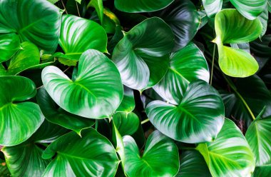 Closeup Arka plan için Yeşil yaprak doğa . yeşillik ağaç yaprakları. 