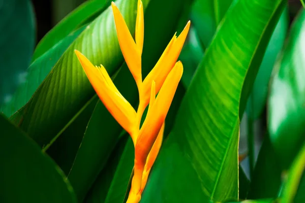 Gros Plan Fleur Jaune Vert Feuille Nature Pour Arrière Plan — Photo