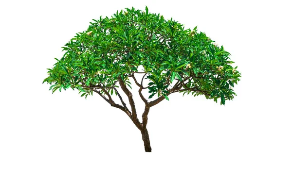 Green Tree Białym Tle Białym Tle Plik Ścieżką Przycinającą — Zdjęcie stockowe