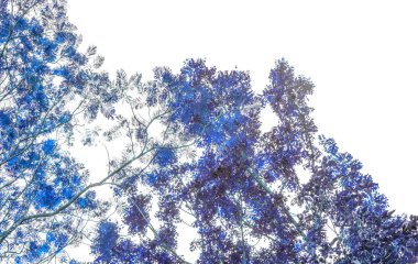 Yaratıcı, güzel mavi yapraklı ağaç yaptı. Yaprak arkaplanının mavi tonu .