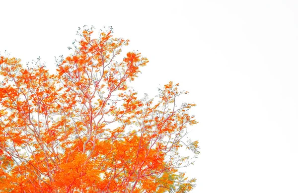 Creative Made Beautiful Orange Leaf Tree Ретро Оранжевый Цвет Фона — стоковое фото