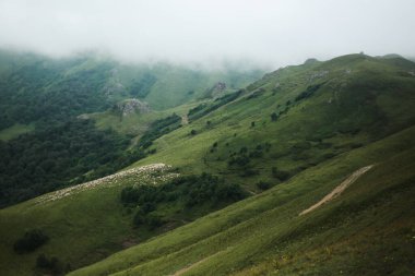Large flock of sheep grazing peacefully on the lush green slopes of the mountains partly covered by low clouds. A rural and pastoral summer scenery.