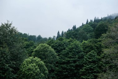Dense green forest on a mountain slope covered with misty clouds. The fog creates a calm and moody summer atmosphere in the wild nature.
