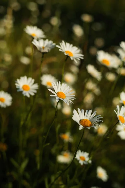 A soft-focus image of blooming wild daisies in a field, bathed in warm golden sunlight. The delicate white petals and vibrant yellow centers stand out beautifully against the dark green blurry