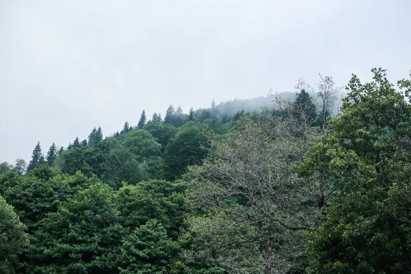 Dense green forest on a mountain slope covered with misty clouds. The fog creates a calm and moody summer atmosphere in the wild nature.