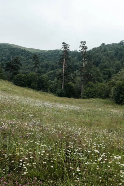Colorful wildflower meadow on a hillside surrounded by dense green forests and distant mountain ridges in summer. A bright natural landscape.