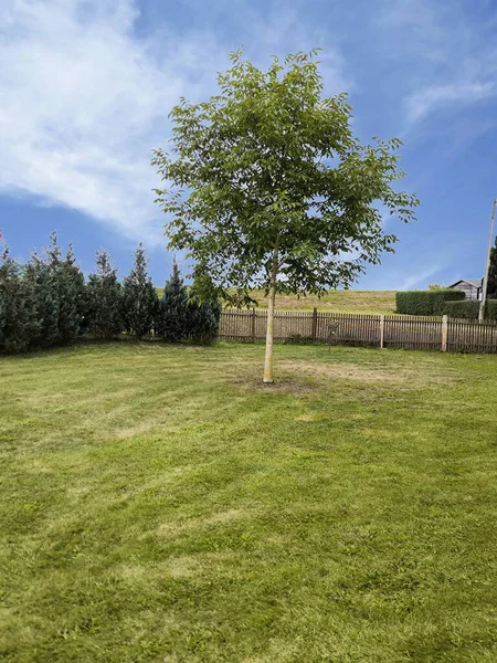 Yeşil bir taç ve yeşil çimlerin üzerinde büyüyen açık renkli bir gövdesi olan genç, bekâr bir ceviz ağacı. Arka planda, bir ahşap çit ve bir sıra kozalaklı ağaç güneşli bir günde görülebilir.