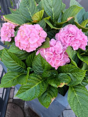 A close-up of lush pink hydrangea blooms growing in a modern grey planter. The photo conveys the beauty and freshness of a summer garden or terrace.