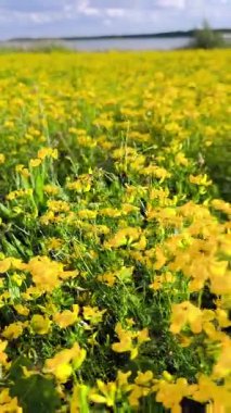 Resimli bir yaz manzarası panoramik bir manzara, önünde geniş bir alan, parlak sarı çiçekler ile yayılmış, muhtemelen Lotus corniculatus, arka planda bir göle karşı, ufuk ile birleşiyor