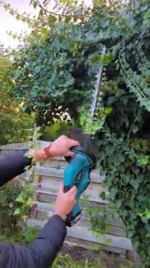 Büyük bir ağacın gövdesindeki yeşil sarmaşığı budamak için elektrikli çit budayıcı kullanan bir adamın elleri.