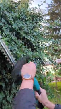 Büyük bir ağacın gövdesindeki yeşil sarmaşığı budamak için elektrikli çit budayıcı kullanan bir adamın elleri.