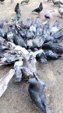 Bir şehir güvercin sürüsü birbirine sıkıca sarılıp asfalt üzerindeki tahılları gagalıyorlar. Kuşlar tek bir küme oluştururlar, tüyleri gri, beyaz ve siyahın değişik tonlarında karışık bir desen oluştururlar.. 