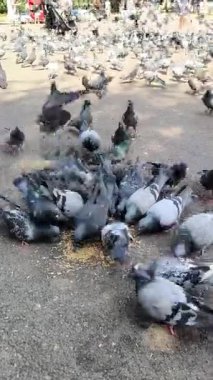 Bir şehir güvercin sürüsü birbirine sıkıca sarılıp asfalt üzerindeki tahılları gagalıyorlar. Kuşlar tek bir küme oluştururlar, tüyleri gri, beyaz ve siyahın değişik tonlarında karışık bir desen oluştururlar.. 