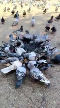 Bir şehir güvercin sürüsü birbirine sıkıca sarılıp asfalt üzerindeki tahılları gagalıyorlar. Kuşlar tek bir küme oluştururlar, tüyleri gri, beyaz ve siyahın değişik tonlarında karışık bir desen oluştururlar.. 