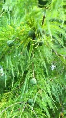 Japon sedir kriptomeria dalının yakın planında sıra dışı desenli yeşil koniler görülüyor. Dal, koyu yeşilden açık sarıya kadar değişen yumuşak, iğneye benzer yapraklarla kaplıdır..