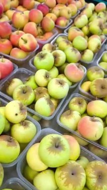 Plastik tepsilerde düzgünce yerleştirilmiş taze elma bolluğu. Elmaların kenarları pembemsi kırmızıya boyanmış açık tenleri vardır. Bu da güneşte olgunlaştığını gösterir..