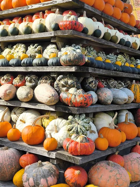 Ahşap raflarda düzgün bir sonbahar hasadı düzenlendi. Sıralar her şekil, boyut ve renkten bal kabağı ve kabaklarıyla doludur: parlak turuncudan koyu yeşile, çeşitliliğe ve çizgilere. Bu düzenleme bir bolluk ve kutlama hissi yaratır..