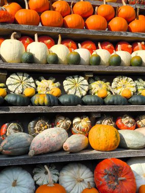 Ahşap raflarda düzgün bir sonbahar hasadı düzenlendi. Sıralar her şekil, boyut ve renkten bal kabağı ve kabaklarıyla doludur: parlak turuncudan koyu yeşile, çeşitliliğe ve çizgilere. Bu düzenleme bir bolluk ve kutlama hissi yaratır..