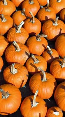 Yerde çok sayıda parlak turuncu balkabağı güneş ışığında düzenlenir. Balkabakları çeşitli şekil ve boyutlarda gelir. Yoğun ve tekrarlayan bir desen oluştururlar..