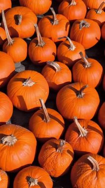 Yerde çok sayıda parlak turuncu balkabağı güneş ışığında düzenlenir. Balkabakları çeşitli şekil ve boyutlarda gelir. Yoğun ve tekrarlayan bir desen oluştururlar..