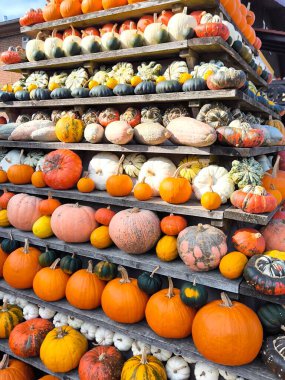 Ahşap raflarda düzgün bir sonbahar hasadı düzenlendi. Sıralar her şekil, boyut ve renkten bal kabağı ve kabaklarıyla doludur: parlak turuncudan koyu yeşile, çeşitliliğe ve çizgilere. Bu düzenleme bir bolluk ve kutlama hissi yaratır..