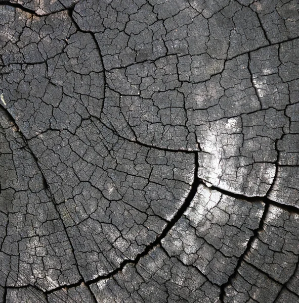 古木の切株の表面 — ストック写真