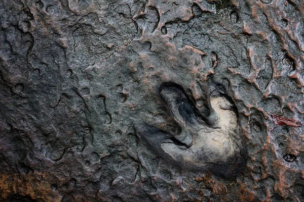 Gerçek dinozor ayak izi, Tayland.