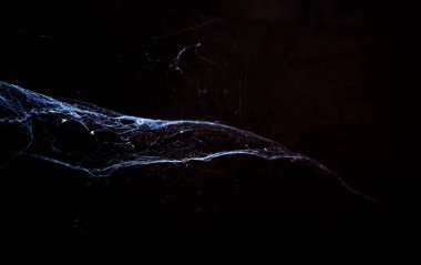 Örümcek ağı ya da örümcek web