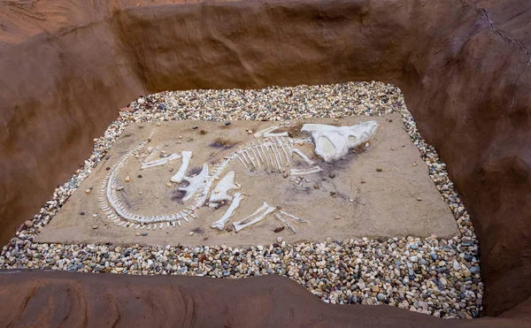 Dinoszaurusz Csontok Thaiföldön — Stock Fotó