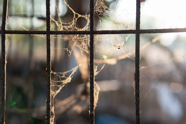 A gaiola do cão que está enferrujada e tem teias de aranha de perto — Fotografia de Stock