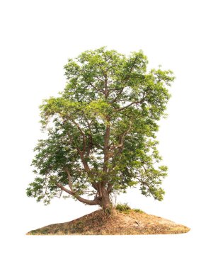 Beyaz arkaplanda izole edilmiş ağaç