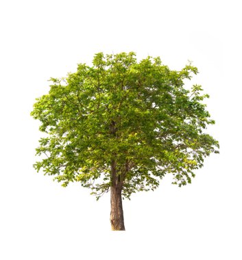 Beyaz arkaplanda izole edilmiş ağaç